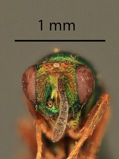 Ormyrus unimaculatipennis by the Smithsonian. Used under a CC0 license.