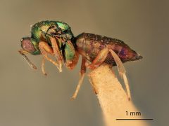 Ormyrus unimaculatipennis by the Smithsonian. Used under a CC0 license.
