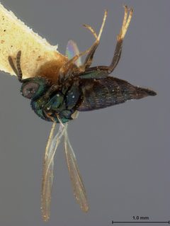 Ormyrus ventricosus by the Smithsonian. Used under a CC0 license.