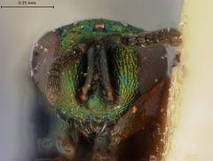 Ormyrus ventricosus by the Smithsonian. Used under a CC0 license.