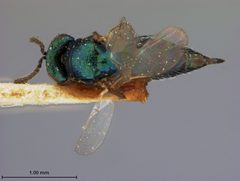 Ormyrus ventricosus by the Smithsonian. Used under a CC0 license.