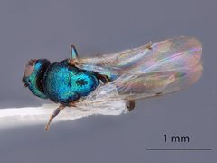 Ormyrus venustus by the Smithsonian. Used under a CC0 license.