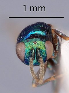 Ormyrus venustus by the Smithsonian. Used under a CC0 license.
