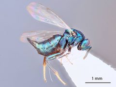 Ormyrus venustus by the Smithsonian. Used under a CC0 license.