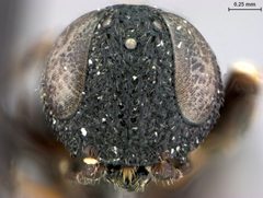 Orussus minutus by the Smithsonian. Used under a CC0 license.