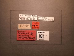 Orussus minutus by the Smithsonian. Used under a CC0 license.