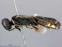 Orussus minutus by the Smithsonian. Used under a CC0 license.
