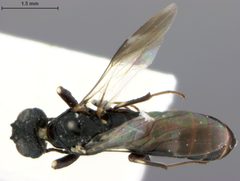 Orussus minutus by the Smithsonian. Used under a CC0 license.