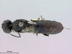 Oryssus modestus by the Smithsonian. Used under a CC0 license.
