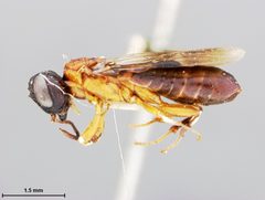 Oryssus thoracicus by the Smithsonian. Used under a CC0 license.