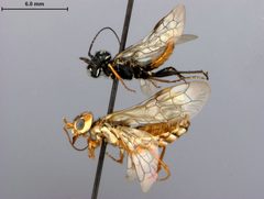 Acantholyda burkei by the Smithsonian. Used under a CC0 license.