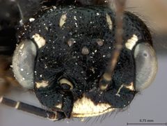 Acantholyda burkei by the Smithsonian. Used under a CC0 license.