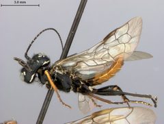 Acantholyda burkei by the Smithsonian. Used under a CC0 license.