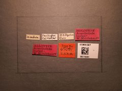 Acantholyda burkei by the Smithsonian. Used under a CC0 license.