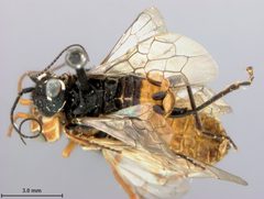 Acantholyda burkei by the Smithsonian. Used under a CC0 license.
