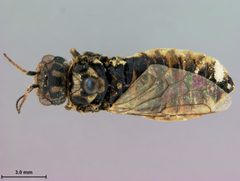 Acantholyda pini by the Smithsonian. Used under a CC0 license.