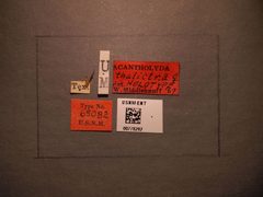Acantholyda thalictra by the Smithsonian. Used under a CC0 license.
