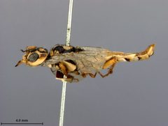 Acantholyda thalictra by the Smithsonian. Used under a CC0 license.