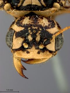 Acantholyda thalictra by the Smithsonian. Used under a CC0 license.