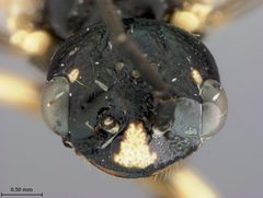 Neurotoma nigra by the Smithsonian. Used under a CC0 license.