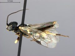 Neurotoma nigra by the Smithsonian. Used under a CC0 license.
