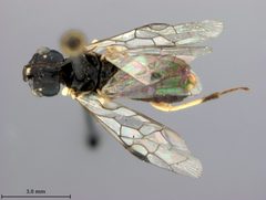Neurotoma nigra by the Smithsonian. Used under a CC0 license.