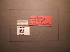 Neurotoma nigra by the Smithsonian. Used under a CC0 license.