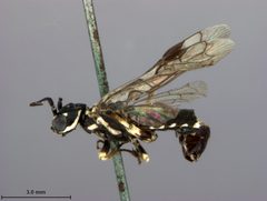Neurotoma willi by the Smithsonian. Used under a CC0 license.