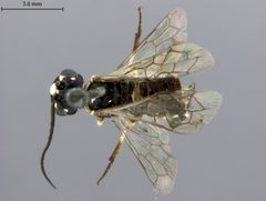 Neurotoma willi by the Smithsonian. Used under a CC0 license.