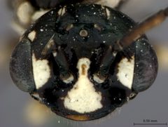 Neurotoma willi by the Smithsonian. Used under a CC0 license.