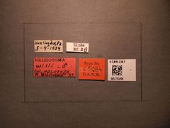 Neurotoma willi by the Smithsonian. Used under a CC0 license.
