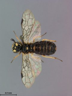 Pamphilius lucidus by the Smithsonian. Used under a CC0 license.