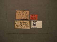 Pamphilius lucidus by the Smithsonian. Used under a CC0 license.