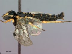 Pamphilius lucidus by the Smithsonian. Used under a CC0 license.