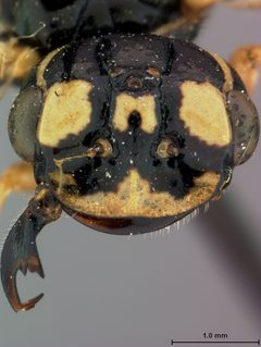 Pamphilius lucidus by the Smithsonian. Used under a CC0 license.