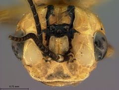 Pamphilius middlekauffi by the Smithsonian. Used under a CC0 license.