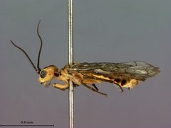 Pamphilius middlekauffi by the Smithsonian. Used under a CC0 license.