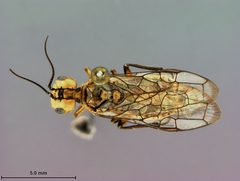 Pamphilius middlekauffi by the Smithsonian. Used under a CC0 license.