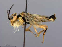 Pamphilius phyllisae by the Smithsonian. Used under a CC0 license.