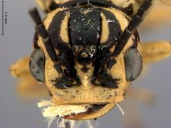 Pamphilius phyllisae by the Smithsonian. Used under a CC0 license.