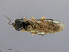 Pamphilius uniunguis by the Smithsonian. Used under a CC0 license.