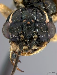 Pamphilius uniunguis by the Smithsonian. Used under a CC0 license.