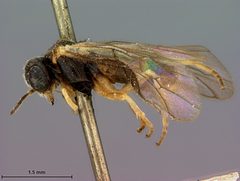 Acordulecera quercus by the Smithsonian. Used under a CC0 license.