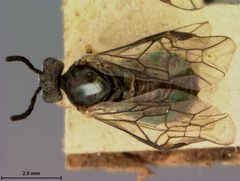 Clarissa anomocera by the Smithsonian. Used under a CC0 license.