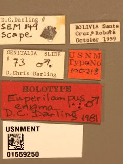 Euperilampus enigma by the Smithsonian. Used under a CC0 license.
