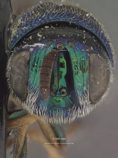 Euperilampus luteicrus by the Smithsonian. Used under a CC0 license.