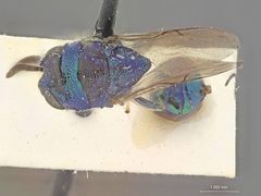 Euperilampus luteicrus by the Smithsonian. Used under a CC0 license.