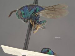 Euperilampus luteicrus by the Smithsonian. Used under a CC0 license.