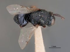Perilampus canadensis by the Smithsonian. Used under a CC0 license.