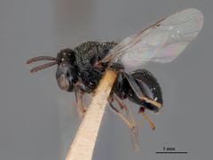 Perilampus canadensis by the Smithsonian. Used under a CC0 license.